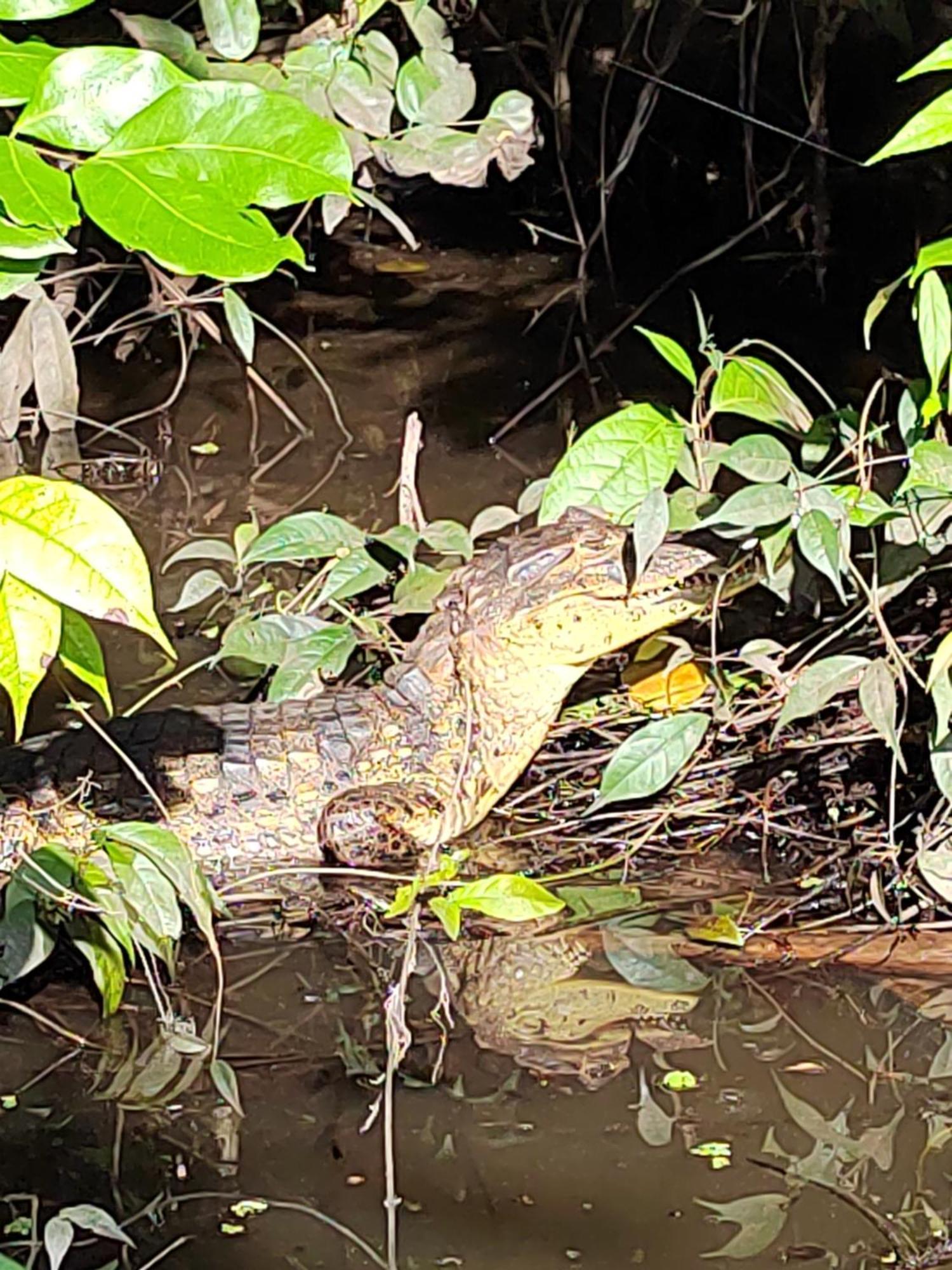 Cabinas Agamy Tortuguero Exteriér fotografie
