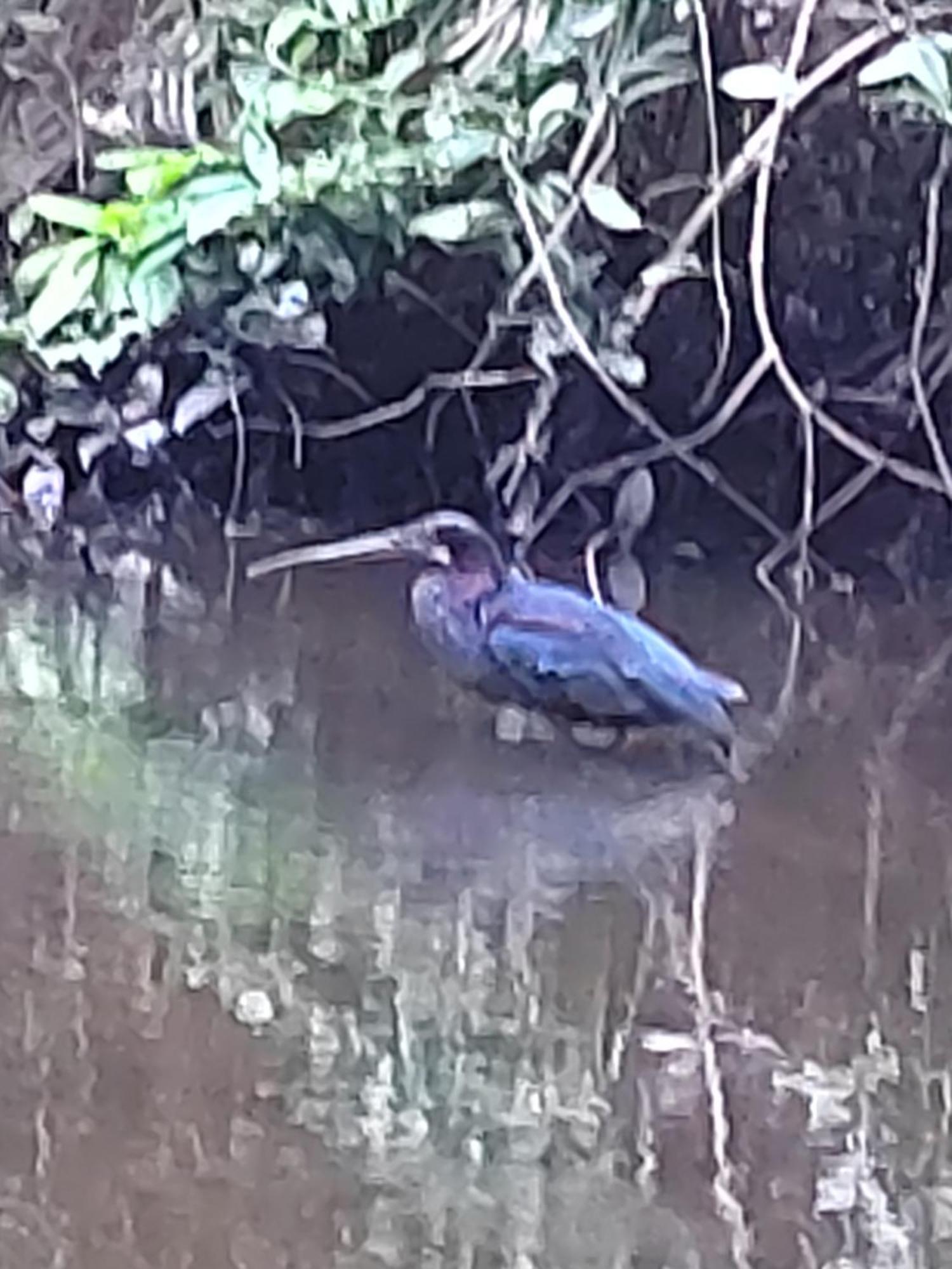 Cabinas Agamy Tortuguero Exteriér fotografie