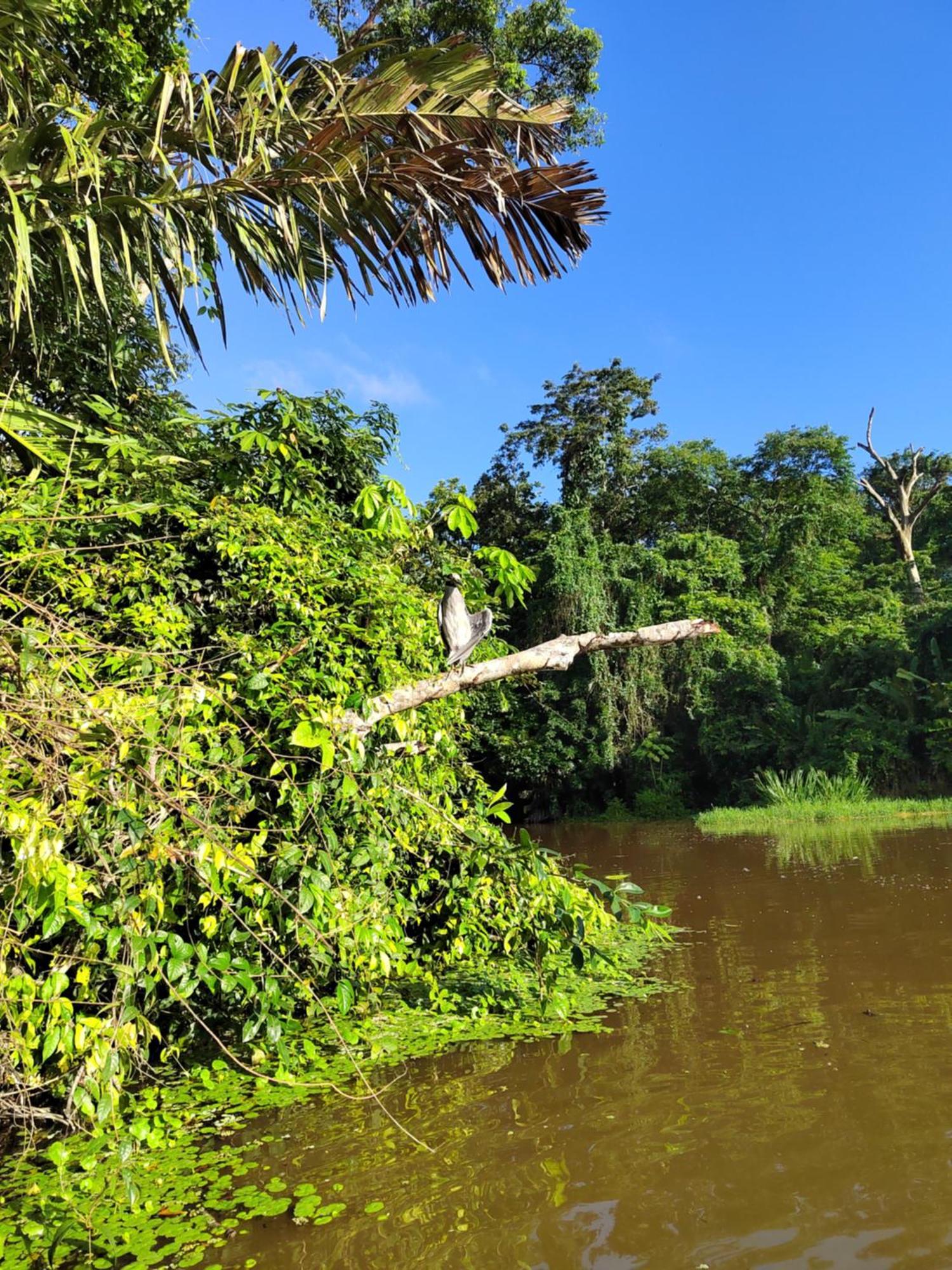 Cabinas Agamy Tortuguero Exteriér fotografie