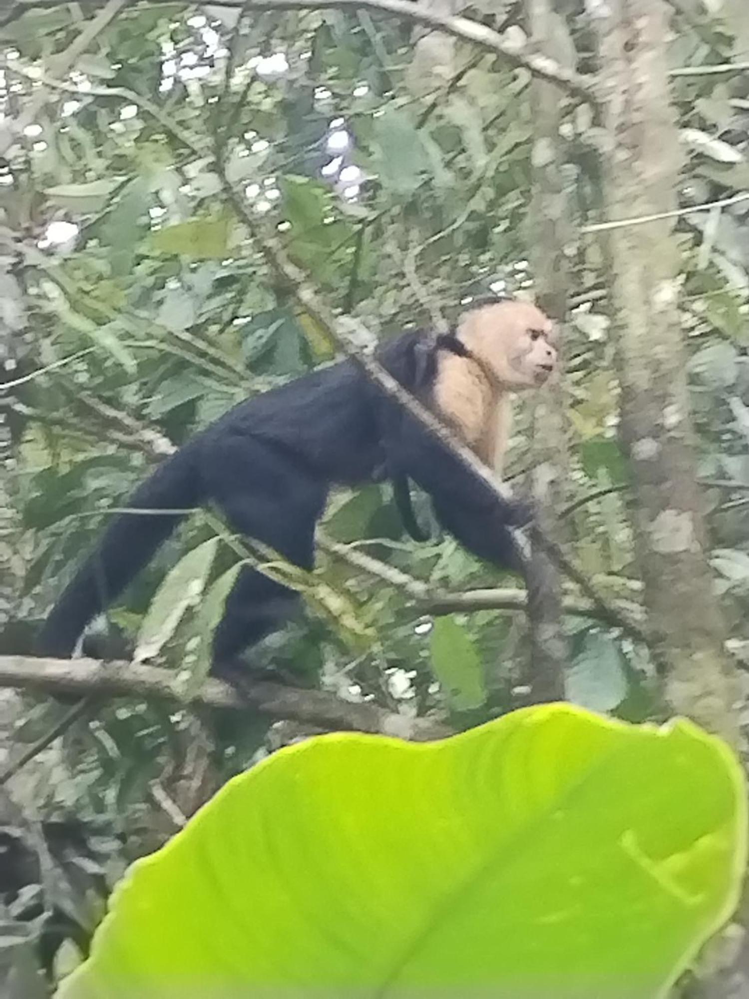 Cabinas Agamy Tortuguero Exteriér fotografie