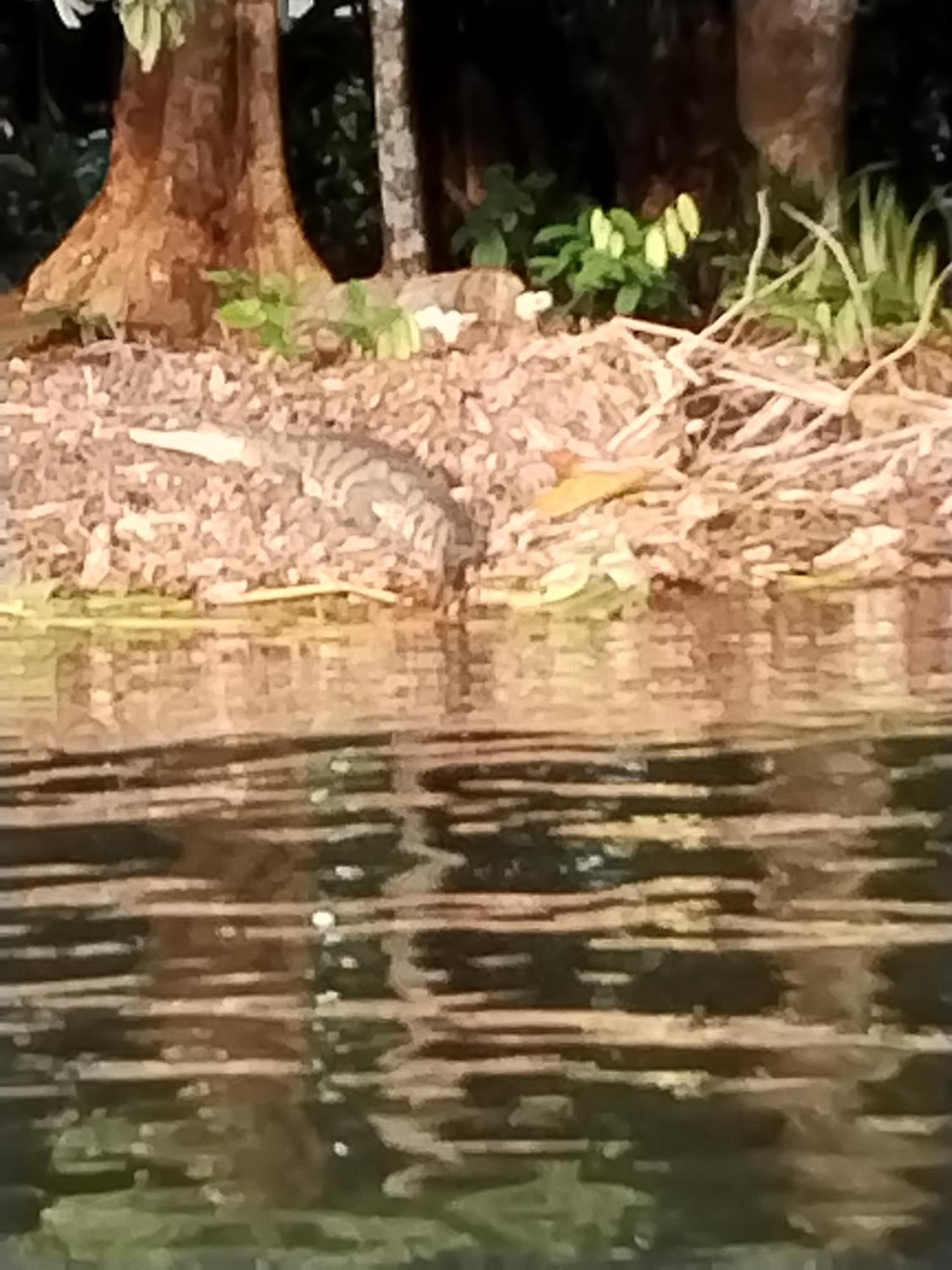 Cabinas Agamy Tortuguero Exteriér fotografie
